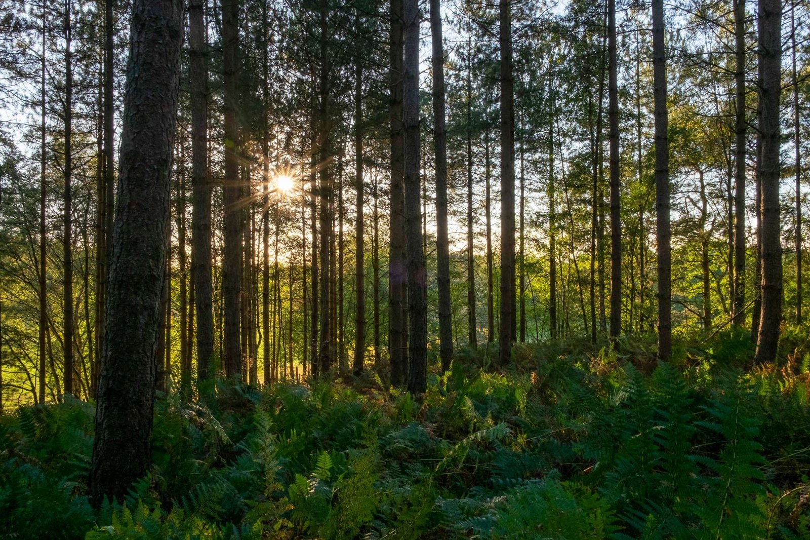Get outdoors in Bracknell Forest near Reading, UK