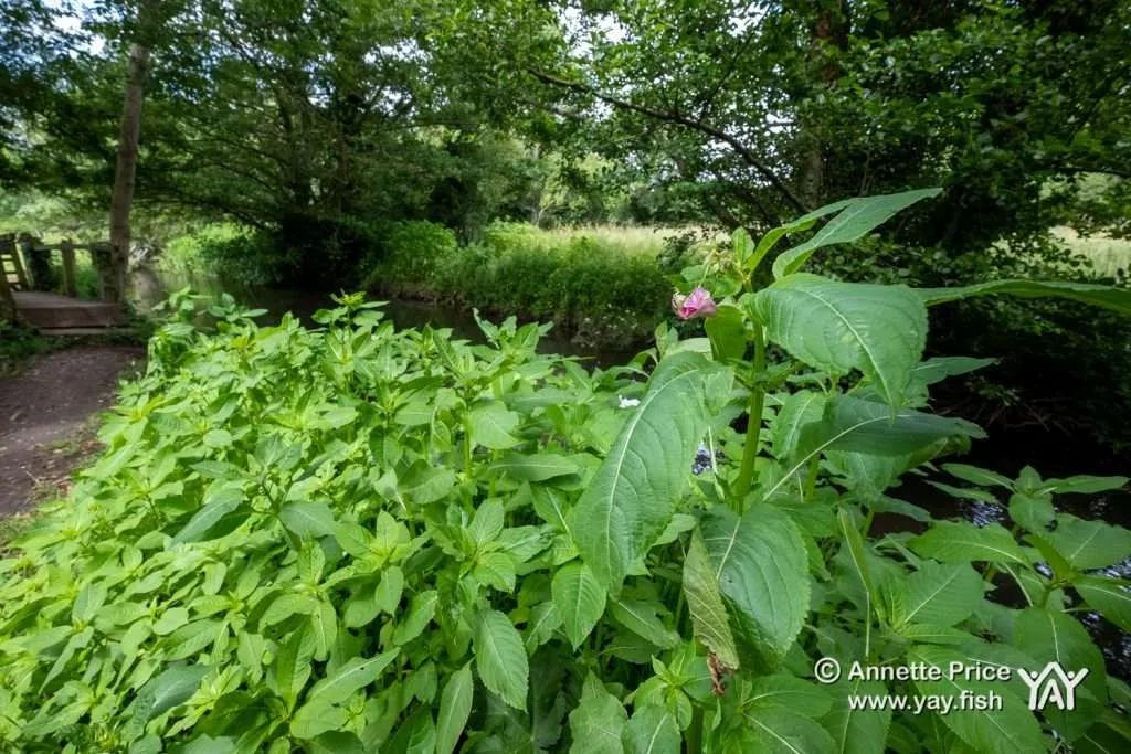 The Himalayan Balsam | Environment | Under Attack 4 Himalayan balsam, Hazeley, Hampshire. UK.