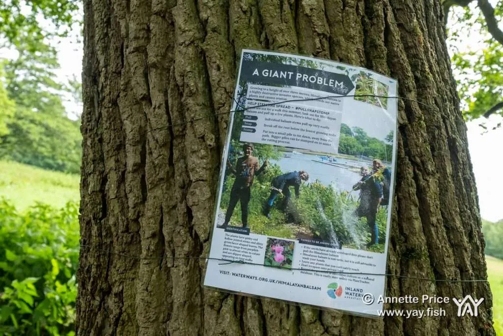 The Himalayan Balsam | Environment | Under Attack 3 Poster warning about the invasive Himalayan balsam plant. Hazeley, Hampshire. UK.