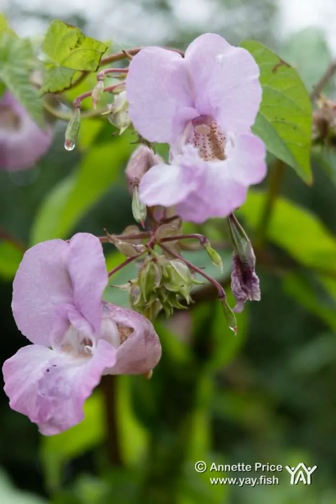 The Himalayan Balsam | Environment | Under Attack 5 Himalayan Balsam, Berkshire, UK.