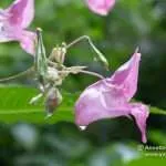 The Himalayan Balsam | Environment | Under Attack