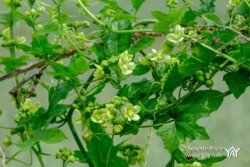 Hazeley, Hampshire, UK Hazeley, Hampshire, UK