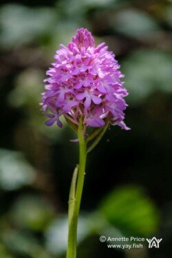 Wild Orchid. Mattingley, Hampshire. UK.