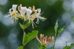 Honeysuckle, Hazeley Heath, Hampshire, UK. Honeysuckle, Hazeley Heath, Hampshire, UK.