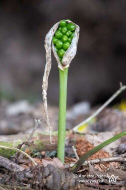 Hazeley, Hampshire. UK. Hazeley, Hampshire. UK.