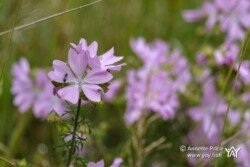 Wild flowers in a meadow. Hazeley Lea in Hampshire. UK. Wild flowers in a meadow. Hazeley Lea in Hampshire. UK.